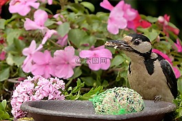 鳥,大斑的啄木鳥,啄木鳥