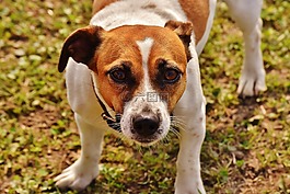 杰克羅素,小獵犬,播放
