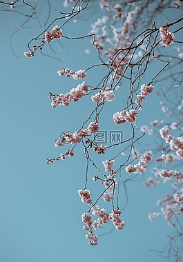 自然,水華,開花