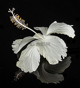 芙蓉,開花,花