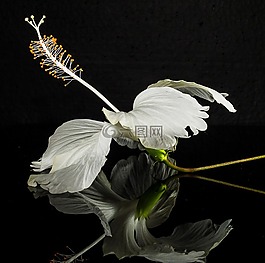 芙蓉,開花,花