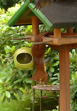 動物,哺乳動物,松鼠