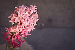 風(fēng)信子,花,粉紅色