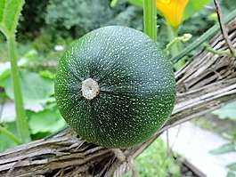 夏南瓜,花園,tuln