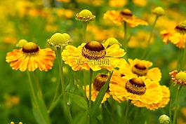 sneezeweed,黃色,花