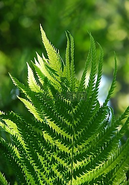 蕨類植物,綠色,自然