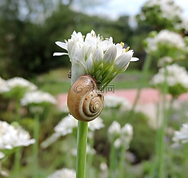 韭菜,開花,蝸牛