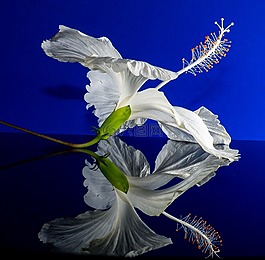 芙蓉,開花,花