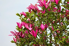 玉蘭,鵝掌楸,花卉