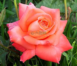花卉,性質(zhì),植物