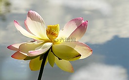 花,蓮花,lerlumbonaceae