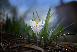 性質(zhì),植物,戶(hù)外