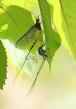 蜻蜓,幼蟲(chóng),孵化