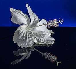 芙蓉,開花,花
