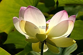 花,蓮花,lerlumbonaceae