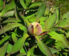 牡丹,peónia,花蕾