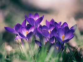 自然,水華,開花