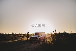 綠色,草,植物