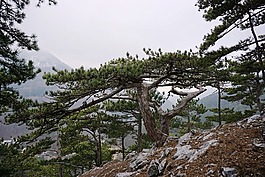 黑松林,松,黑松