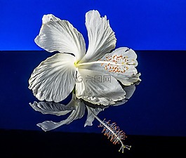 芙蓉,開花,花