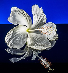 芙蓉,開花,花