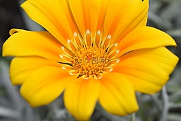 性質,植物,花