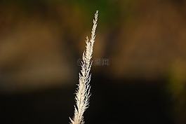 這看起來很干燥和干枯的草坪,廠,干