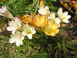 鮮花,黃色,白