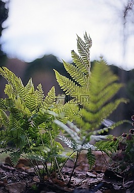 葉,自然,植物區(qū)系