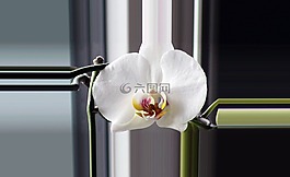 蘭花,開花,白