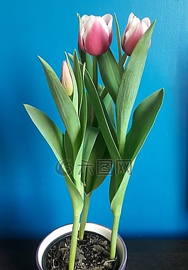 郁金香,花,鮮花