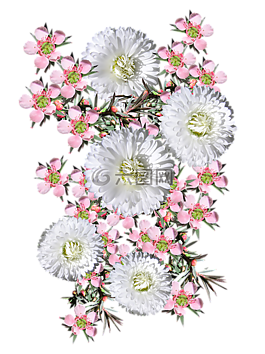 粉红色,茶树,白色的雏菊