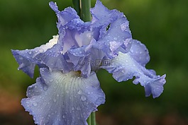 鳶尾花,新鮮,雨