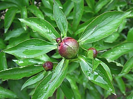 牡丹,peónia,花蕾
