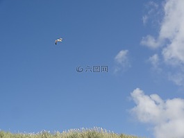 海鷗,天空,藍(lán)色