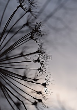 性質(zhì),干,廠