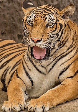 虎,動物,野生動物