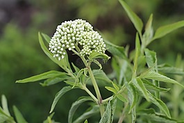 自然,植物區(qū)系,葉