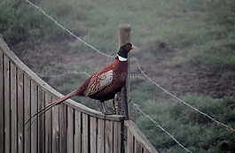 雉雞,農村,鳥