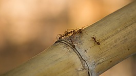 螞蟻,橙