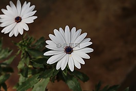 自然,花,植物區(qū)系