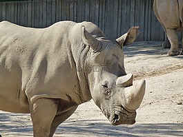 犀牛,白犀牛,動(dòng)物園