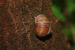 蝸牛,性質(zhì),樹(shù)