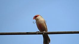鳥,性質(zhì),動物