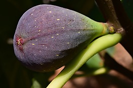 無花果,懦弱的藍,無花果樹