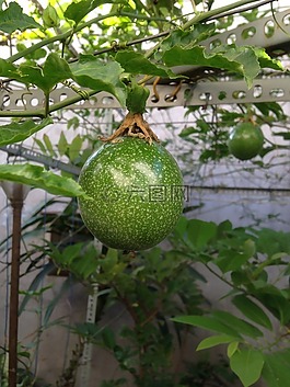 水果,食品,葉