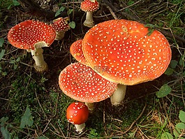蘑菇,飛木耳,森林