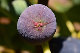 無花果,懦弱的藍,無花果樹