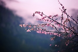 自然,水華,開花