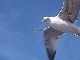 鳥,海鷗,伊斯坦堡